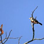 Буролицый зубцеклюв / Pogonornis minor