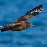 Большой поморник / Stercorarius skua