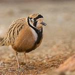 Inland Dotterel / Peltohyas australis