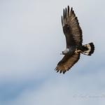 Болотный канюк / Buteo albonotatus