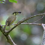 Аруанский медосос / Meliphaga aruensis