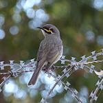 Желтолицый медосос / Caligavis chrysops