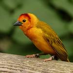 Рыжелицый ткач / Ploceus castaneiceps