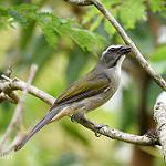 Зеленокрылый сальтатор / Saltator similis