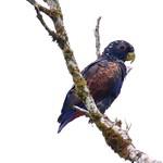 Бронзовокрылый амазонет / Pionus chalcopterus