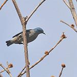 Black-legged Dacnis / Dacnis nigripes