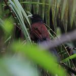 Green-billed Coucal / Centropus chlororhynchos