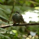 Vanuatu Streaked Fantail / Rhipidura spilodera