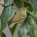 Kloss's Leaf Warbler / Phylloscopus ogilviegranti