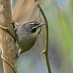 Whiskered Wren / Pheugopedius mystacalis