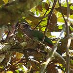 Седоголовый амазонет / Pionus seniloides