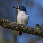 Forest Kingfisher / Todiramphus macleayii