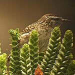 Merida Wren / Cistothorus meridae