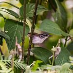 White-breasted Wood Wren / Henicorhina leucosticta