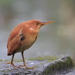 Cinnamon Bittern / Botaurus cinnamomeus