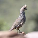 Чешуйчатый перепел / Callipepla squamata