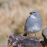 Glacier Finch / Idiopsar speculifer
