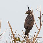 Длиннохохлый орёл / Lophaetus occipitalis
