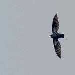 Philippine Spinetail / Mearnsia picina