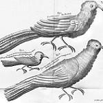Chestnut-bellied Cuckoo / Coccyzus pluvialis
