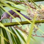 Grey Wren / Cantorchilus griseus