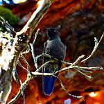 Blue-mantled Thornbill / Chalcostigma stanleyi