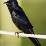 Cuban Martin / Progne cryptoleuca