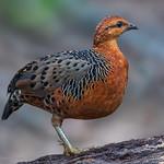 Ferruginous Partridge / Caloperdix oculeus