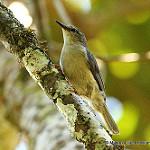 Рандия / Randia pseudozosterops
