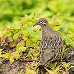 Галапагосская горлица / Zenaida galapagoensis
