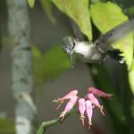 Доминиканский манго / Anthracothorax dominicus