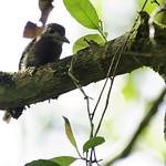 Рыжеватая ленивка / Nonnula rubecula