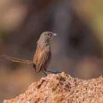 Kalkadoon Grasswren / Amytornis ballarae
