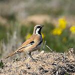 Chestnut-breasted Quail-thrush / Cinclosoma castaneothorax