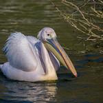 Розовый пеликан / Pelecanus onocrotalus