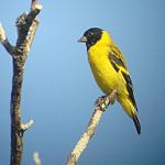 Olivaceous Siskin / Spinus olivaceus