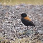 Andean Negrito / Lessonia oreas