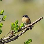 Grey-backed Tachuri / Polystictus superciliaris