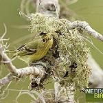 Minas Gerais Tyrannulet / Phylloscartes roquettei