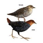 Striped Flufftail / Sarothrura affinis
