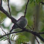 Карликовая мухоловка / Muscicapa epulata