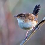 Sedge Wren / Cistothorus stellaris