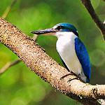 Cinnamon-banded Kingfisher / Todiramphus australasia
