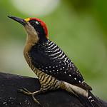 Black-cheeked Woodpecker / Melanerpes pucherani