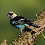 Golden-hooded Tanager / Stilpnia larvata