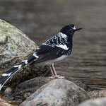 Spotted Forktail / Enicurus maculatus