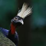 Конголезский павлин / Afropavo congensis