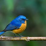 Rufous-breasted Bush Robin / Tarsiger hyperythrus