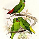 Золотолобый лорикулюс / Loriculus aurantiifrons