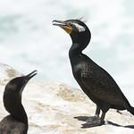 Double-crested Cormorant / Nannopterum auritum